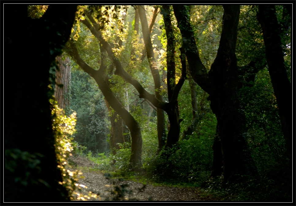 La Pineta di Castelfusano, la Via Severiana e la Villa di Plinio